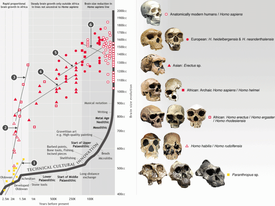 human evolution brain size